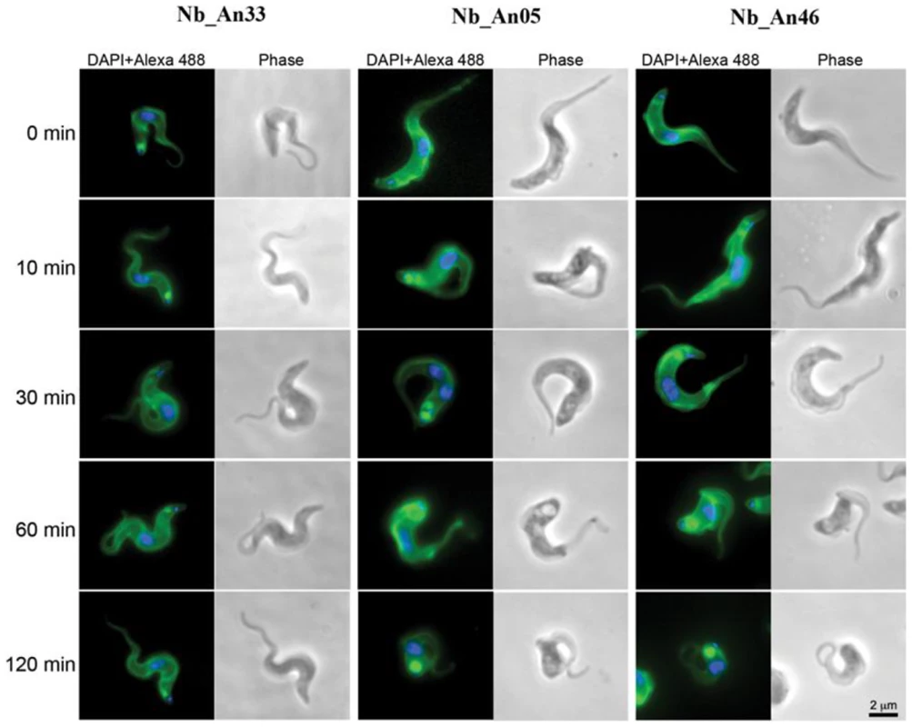 Trypanolytic Nbs accumulate in the FP.