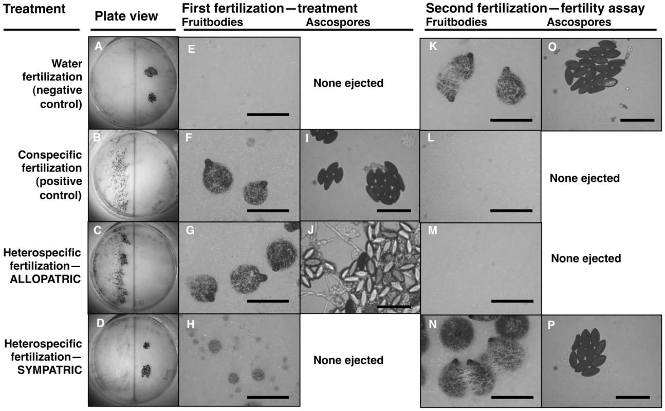 Maternal fitness of sequentially mated <i>Neurospora</i>.