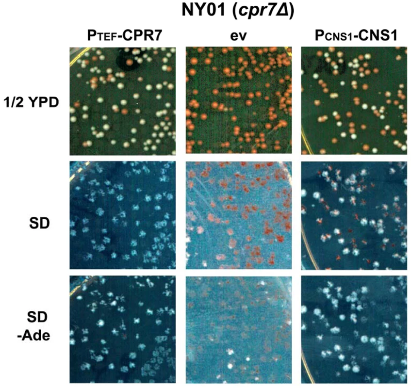 Cns1 complements Cpr7 function required for [URE3] stability.