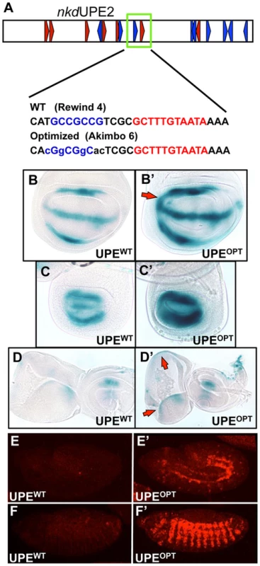 Optimizing motif architecture increases transcriptional output.