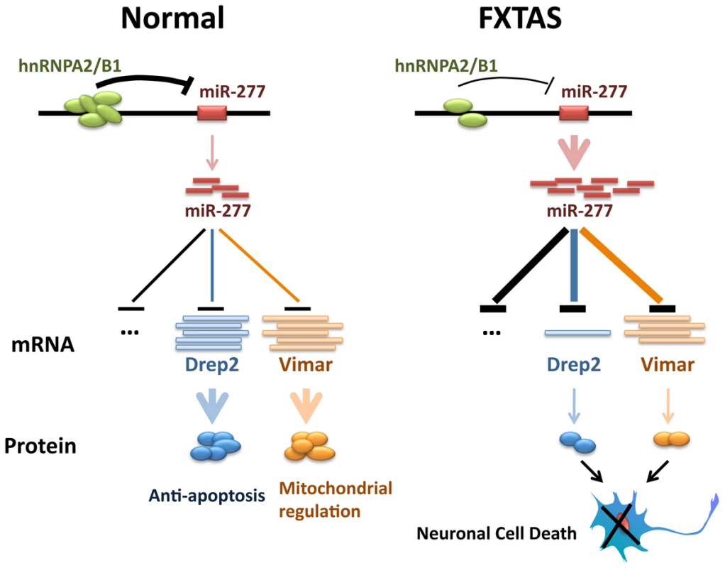 Proposed model of miR-277 modulating fragile X premutation rCGG repeat-mediated neurodegeneration.