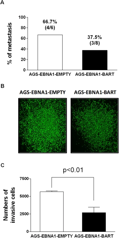 BART miRNA expression does not affect metastasis or invasion.