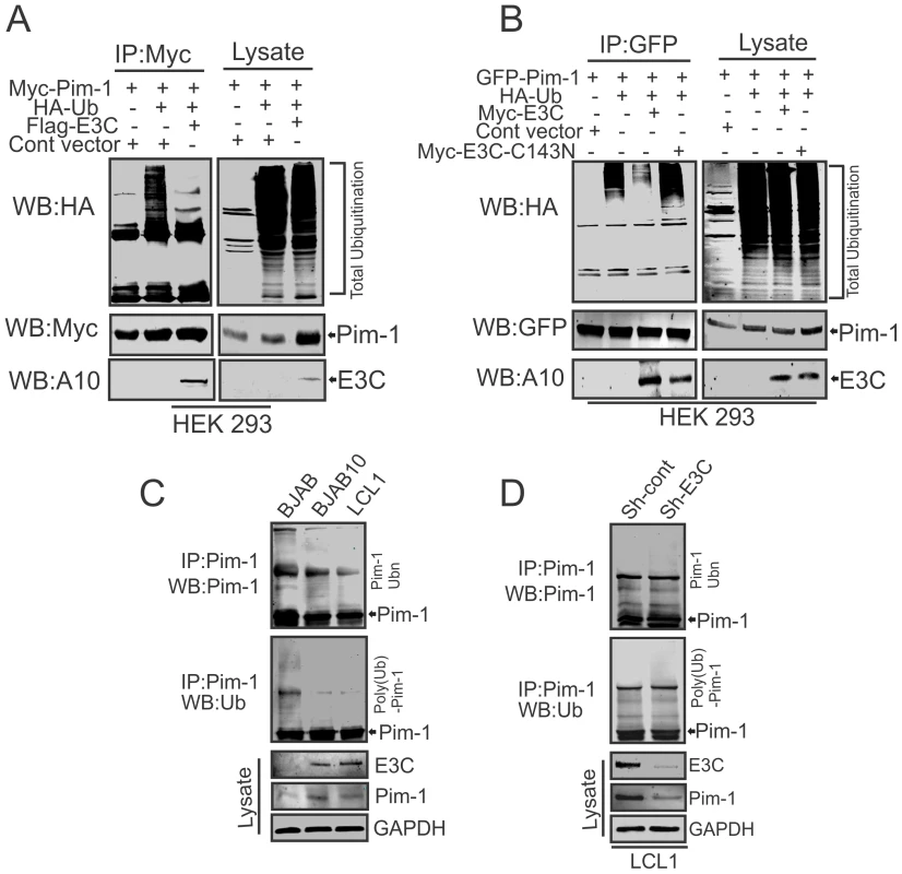 EBNA3C suppresses poly-ubiquitination of Pim-1.