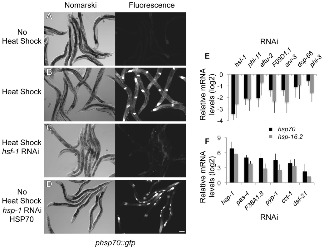 Genome-wide RNAi screen for HSR regulators.