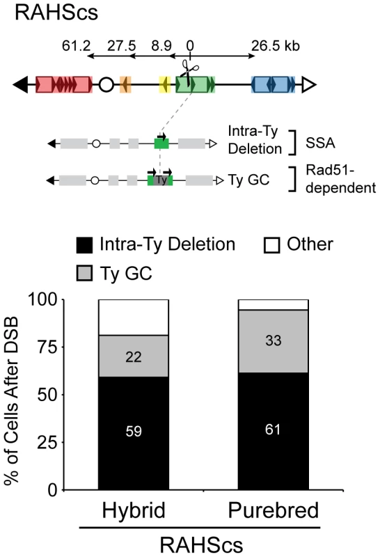 Pathway competition with a DSB in repetitive DNA: SSA and gene conversion (GC) predominate.