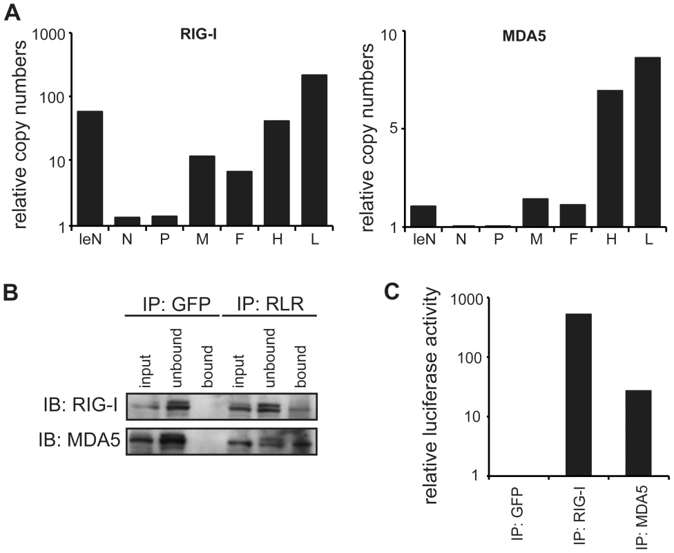 Quantitative PCR analysis of RLR-associated RNA from MeV-infected cells.