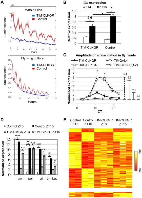 CLKGR expression decreases the amplitude of CLK-driven transcriptional oscillations.