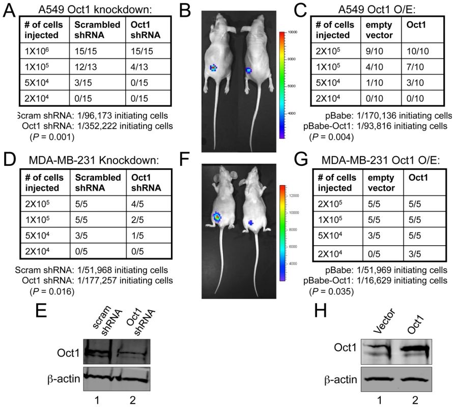 Oct1 controls tumor initiation frequency in A549 and MDA-MB-231 cells.