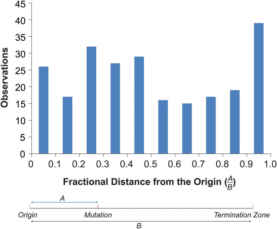 Distribution of mutations within replicons.