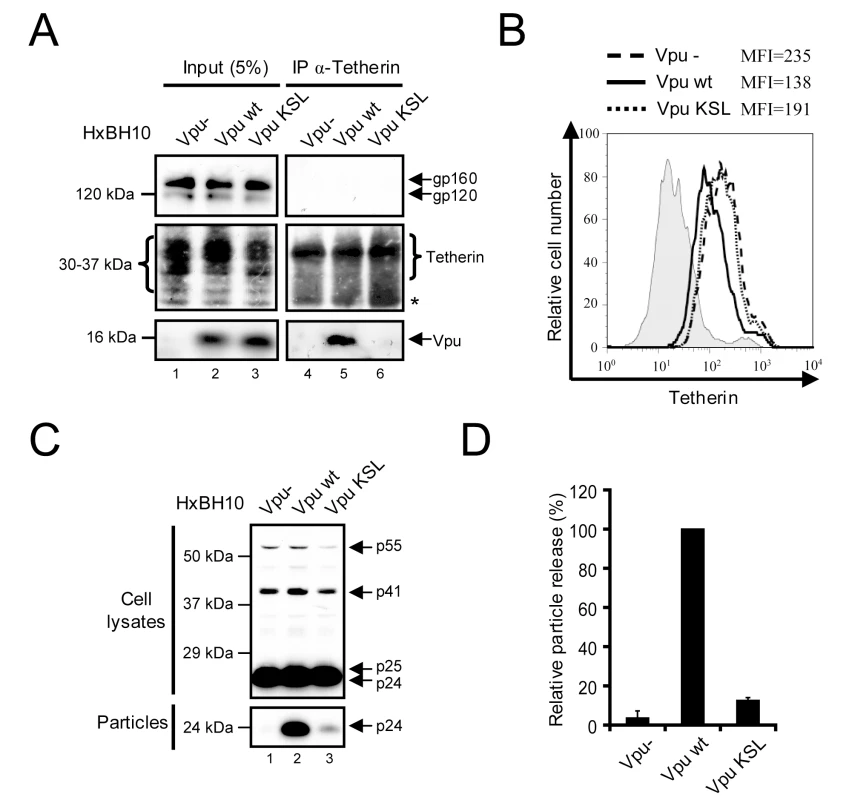 Association of Vpu to Tetherin is required to antagonize the antiviral activity of the restriction factor.
