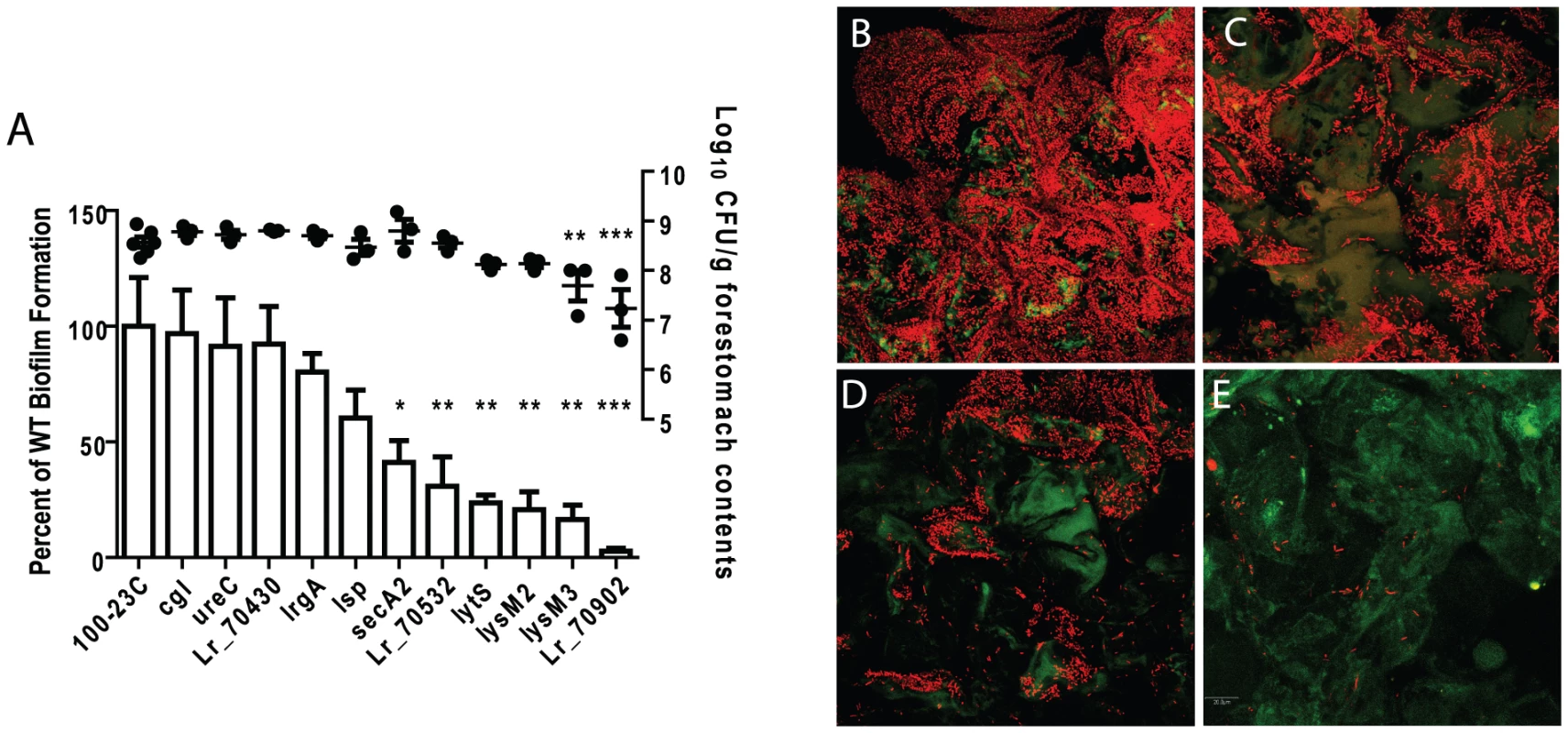 Characterization of <i>in vivo</i> biofilms of mutant strains of <i>L. reuteri</i> 100-23C.