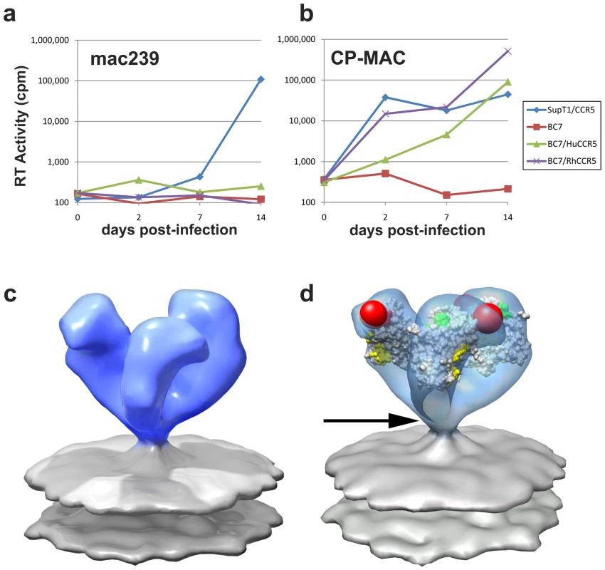 Molecular architecture of constitutively open trimeric SIV Env from the CD4-independent CP-MAC strain.
