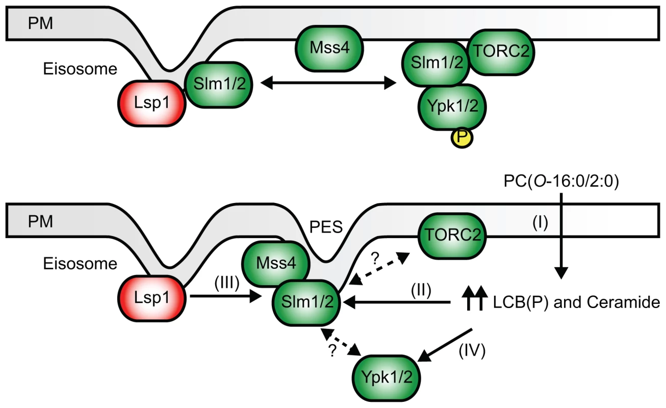 A simplified model of the impact of PC(<i>O</i>-16:0/2:0) on PtdIns(4,5)P<sub>2</sub> and TOR signaling.
