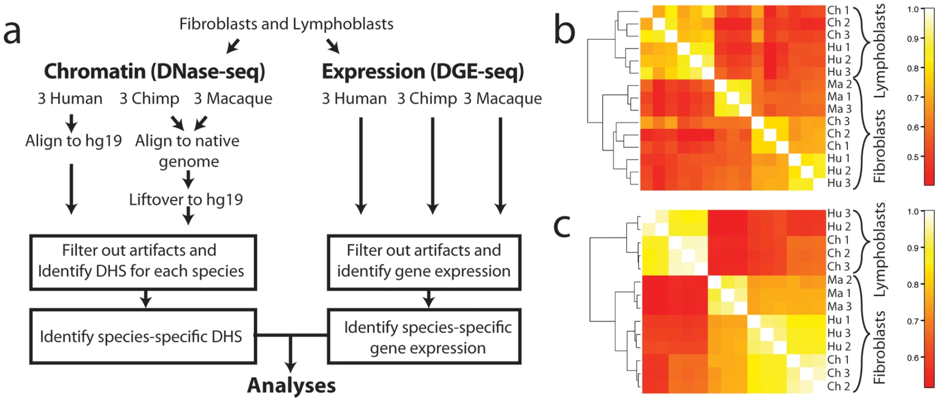 Comparison of DHS sites and DGE-seq data across species.
