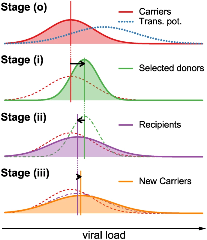 Graphical example of the change in the distribution of log spVL in the population over one reproduction cycle.