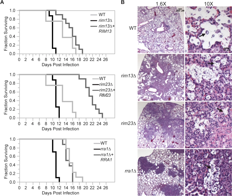 Effects of Rim pathway mutants on virulence.