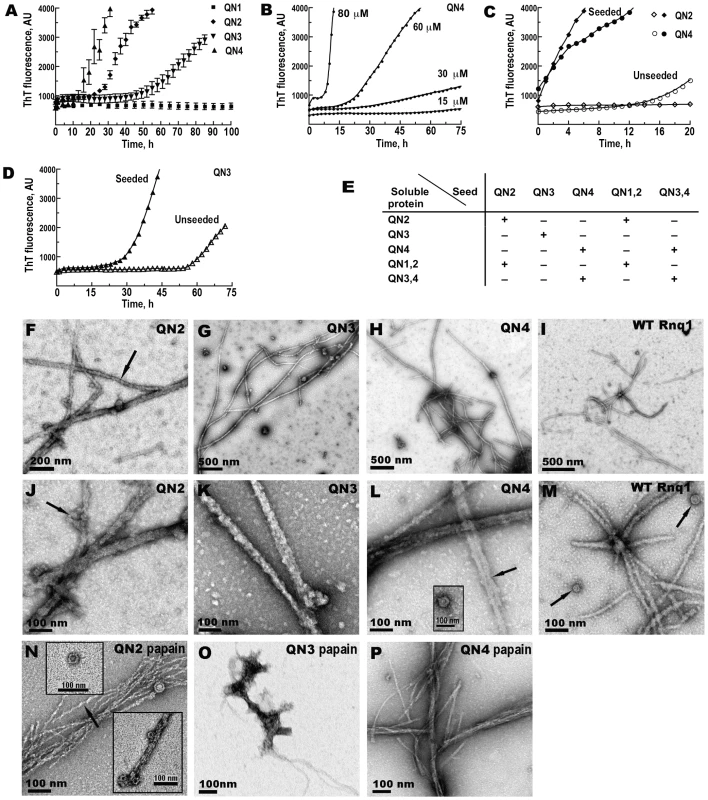 QN2 (ΔB1C2E4), QN3 (ΔB1C2E4), and QN4 (ΔB1C2D3), but not QN1 (ΔC2D3E4), can drive amyloid fiber formation <i>in vitro</i>.