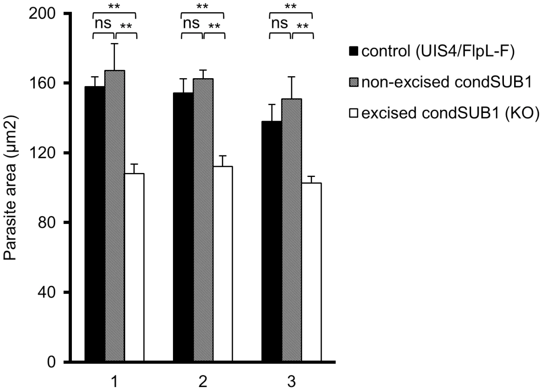 PbSUB1-deficient EEFs are slightly smaller than non-excised or control EEFs.