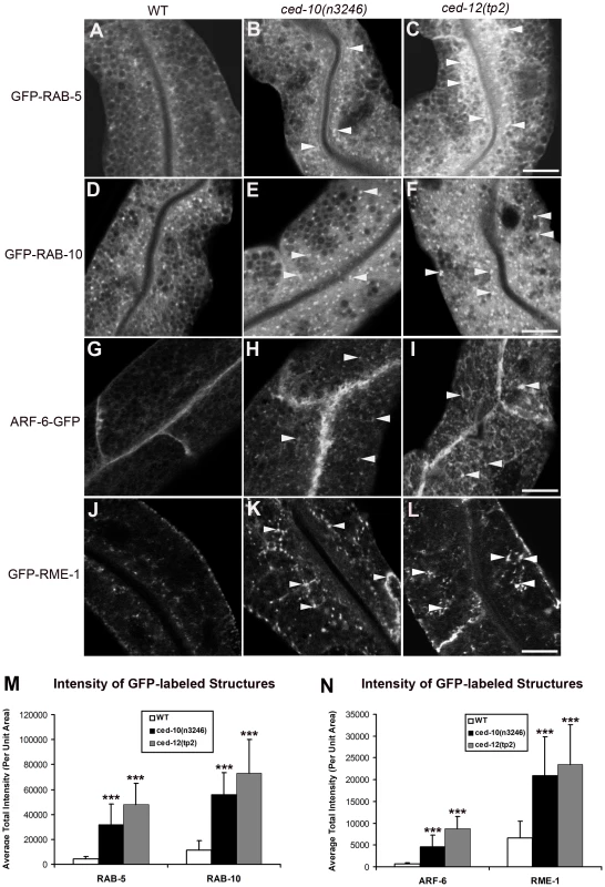 Abnormal accumulation of early and recycling endosomes markers in <i>ced-10(n3246)</i> and <i>ced-12(tp2)</i> mutants.