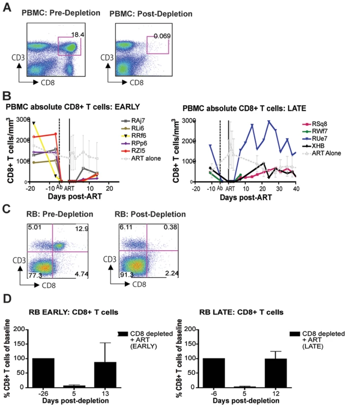 Administration of OKT8F results in near complete depletion of CD8+ lymphocytes.