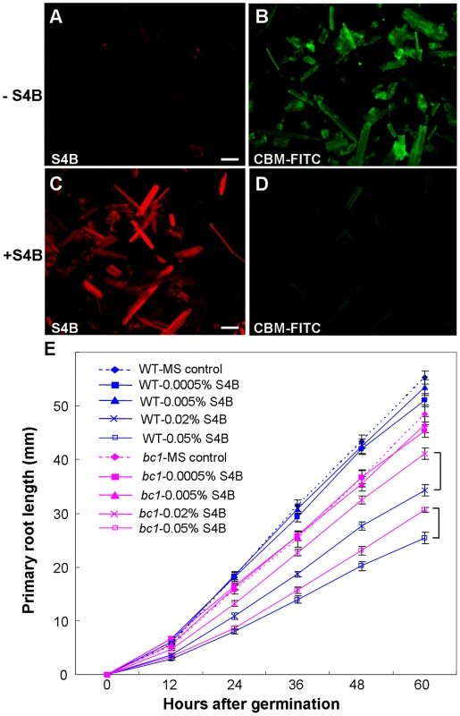BC1 modulates cellulose crystallization.