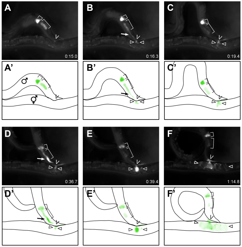 TRY-5 is transferred to hermaphrodites during mating.
