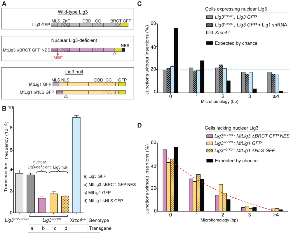 Lig3-deficient mouse cells have fewer chromosomal translocations and reduced microhomology at junctions.