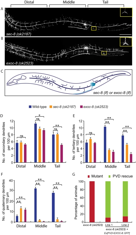 Mutations in <i>exoc-8</i> and <i>sec-8</i> reduce PVD dendritic arborization.
