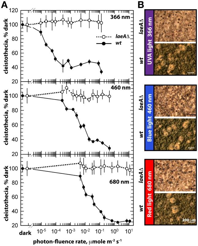 Photon fluence-rate response curves for the photoinhibition of cleistothecia formation in wild type and <i>laeA</i>Δ strains.