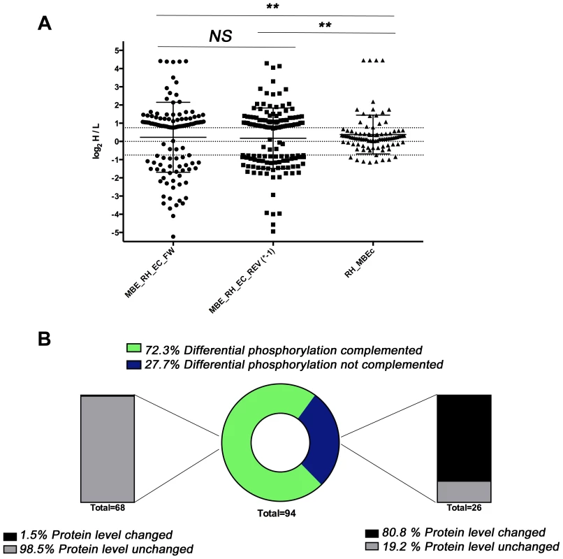 Phosphoproteome and proteome analysis of MBE1.1 complemented with wild type TgCDPK3.