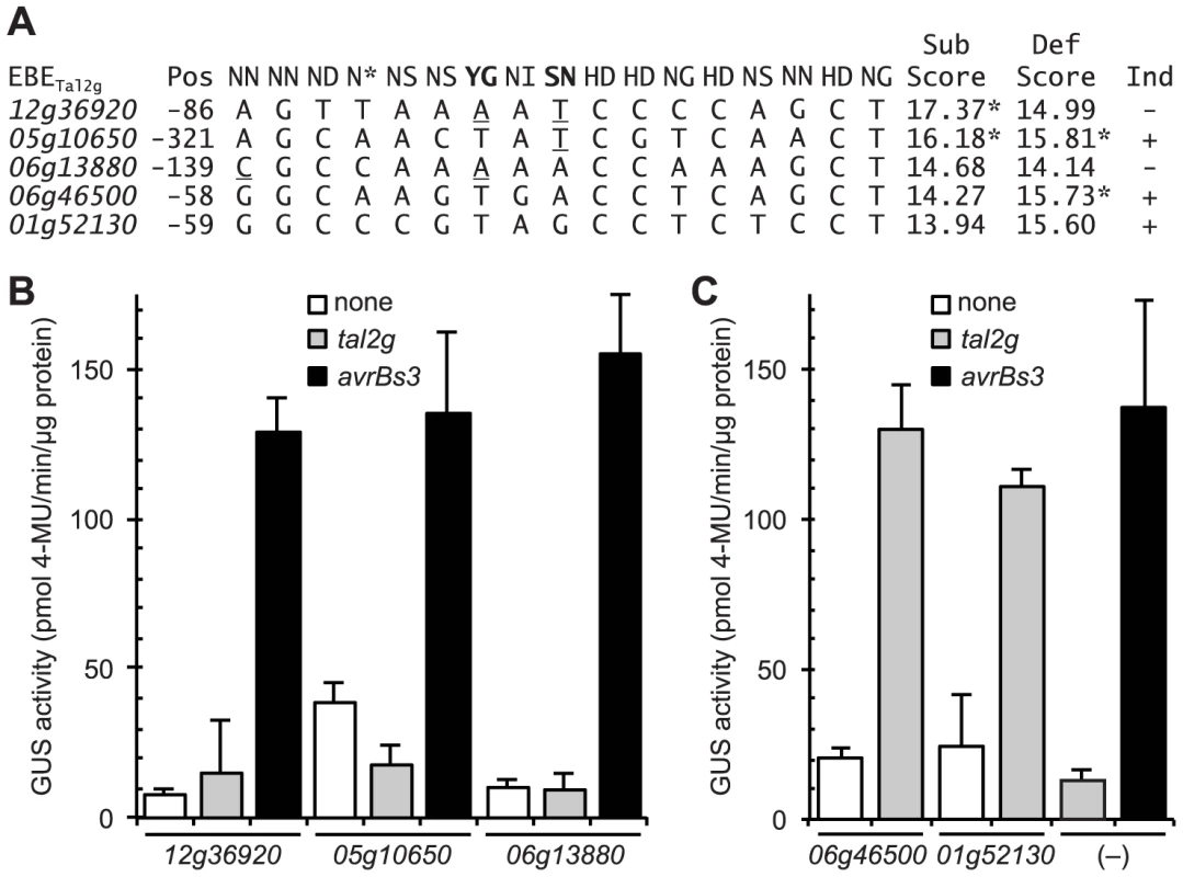 Functional characterization of selected rice promoter sequences similar to the verified Tal2g EBEs.