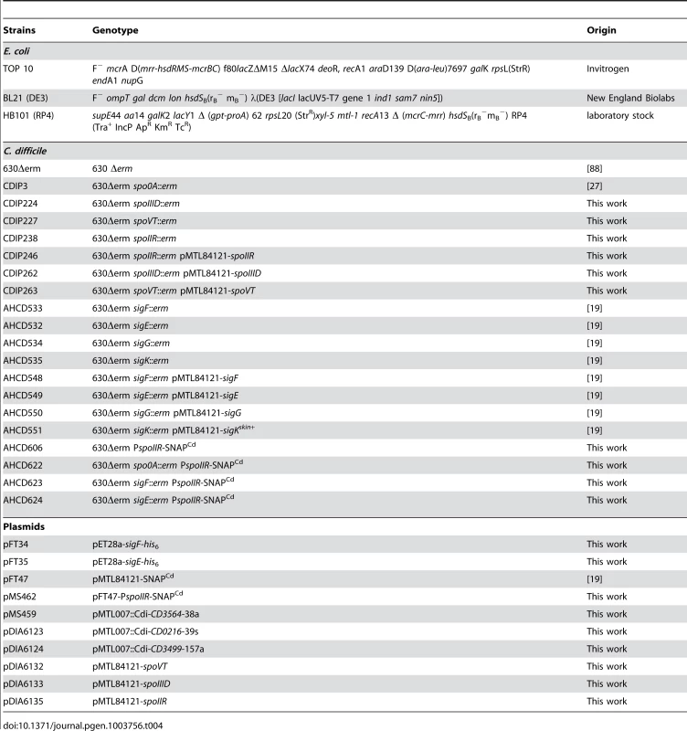 Strains and plasmids used in this study.