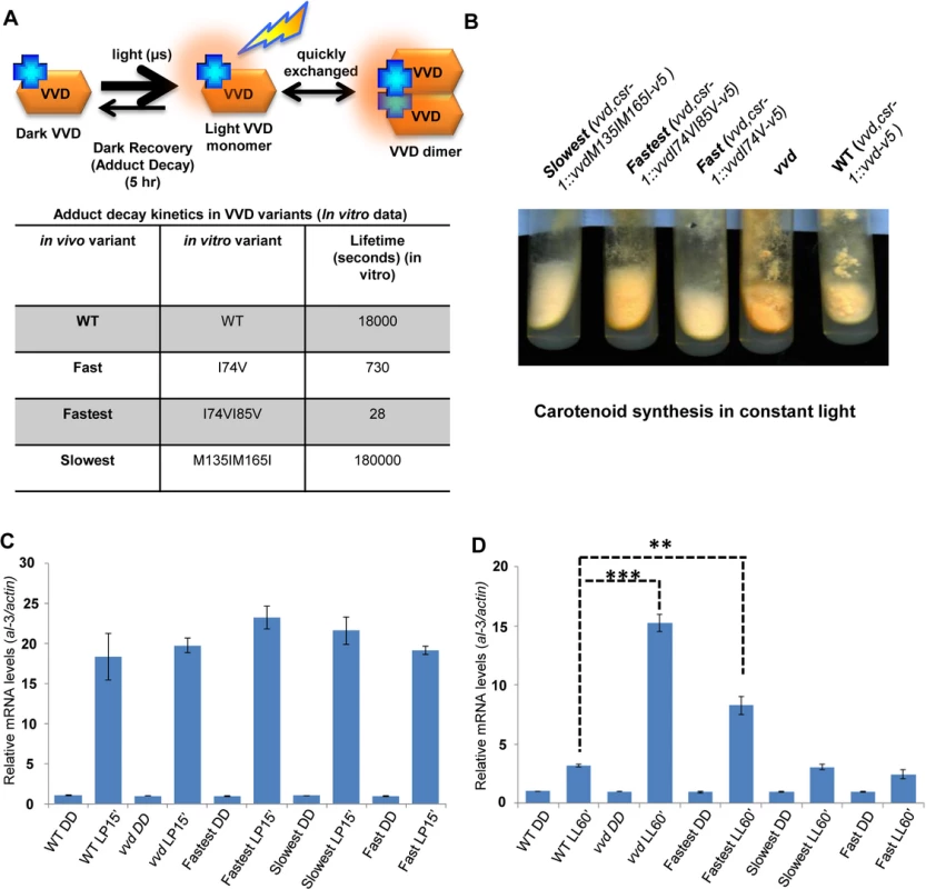 Altering VIVID (VVD) photocycle through site-directed mutagenesis reveals a photoadaptation mutant.
