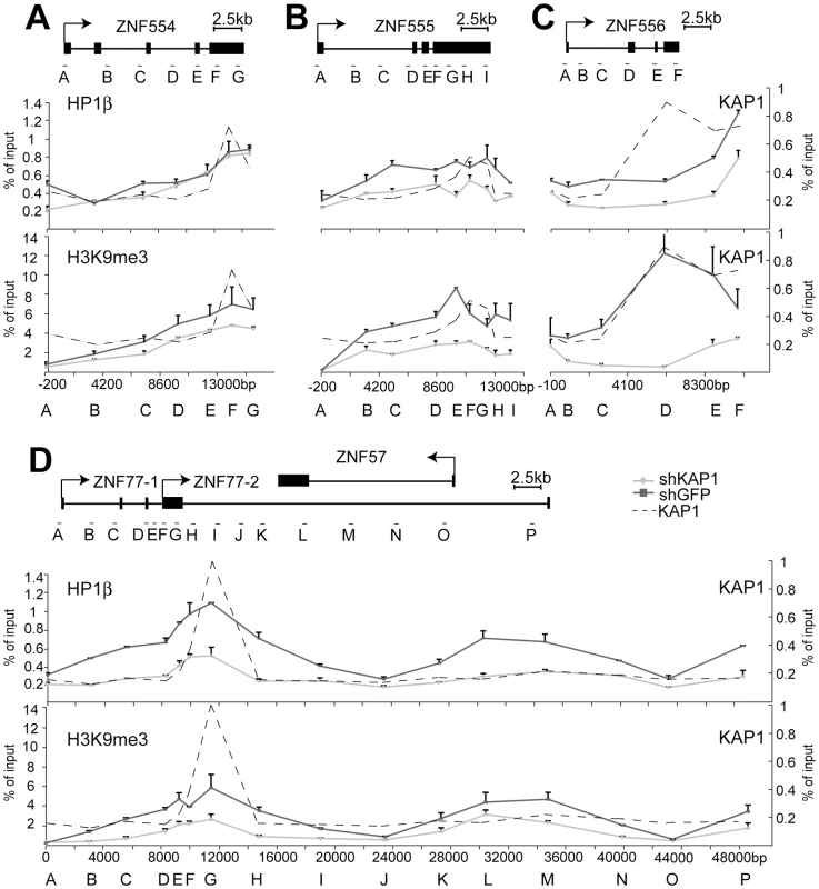 KAP1 mediates the spread of HP1β and H3K9me3 at KRAB–ZFP clusters.