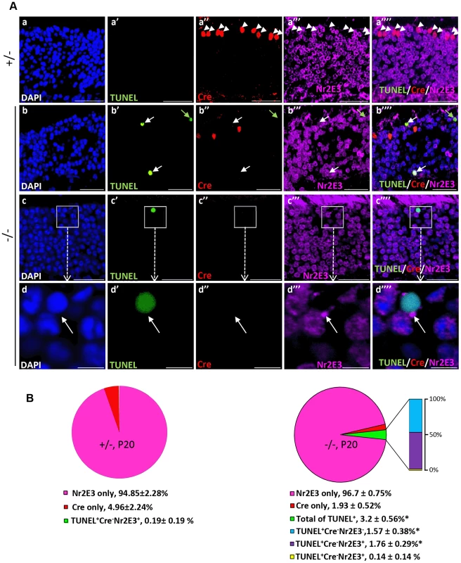 Cell death in Nr2E3<sup>+</sup>-cell bodies of rod photoreceptors in <i>HRGP-cre:Ranbp2<sup>−/−</sup></i>.