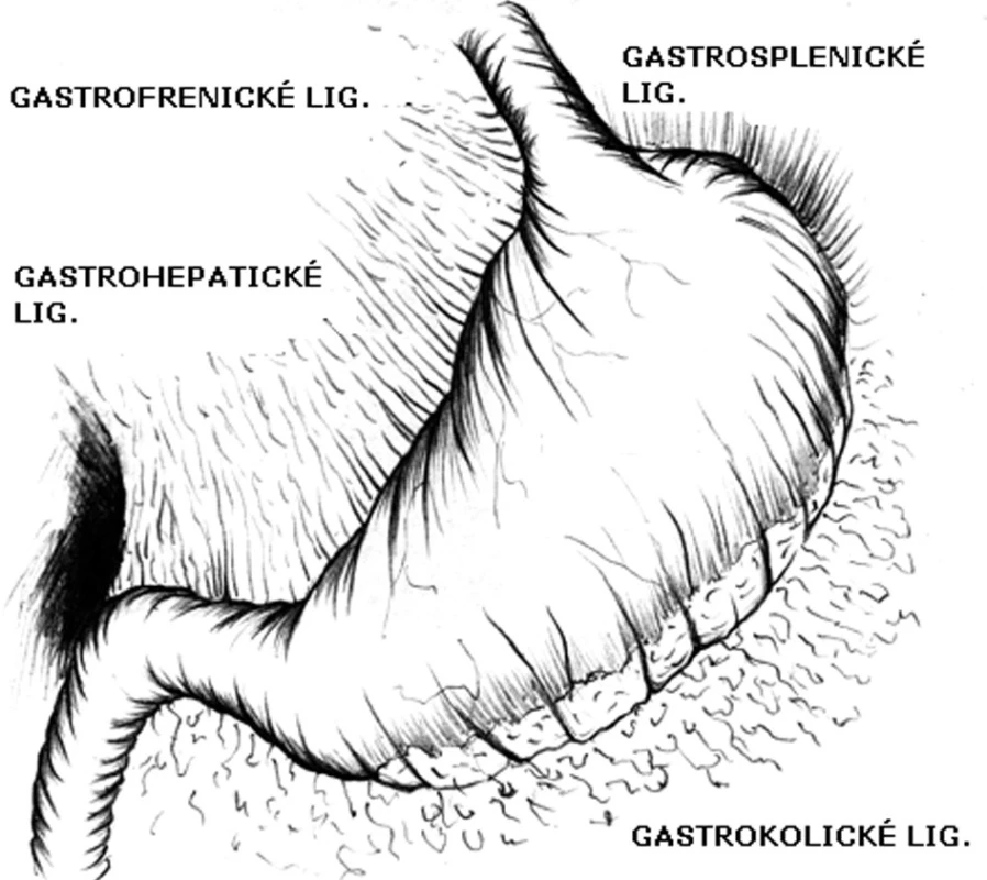 Závěsy žaludku
Fig. 6: Ligaments of the stomach