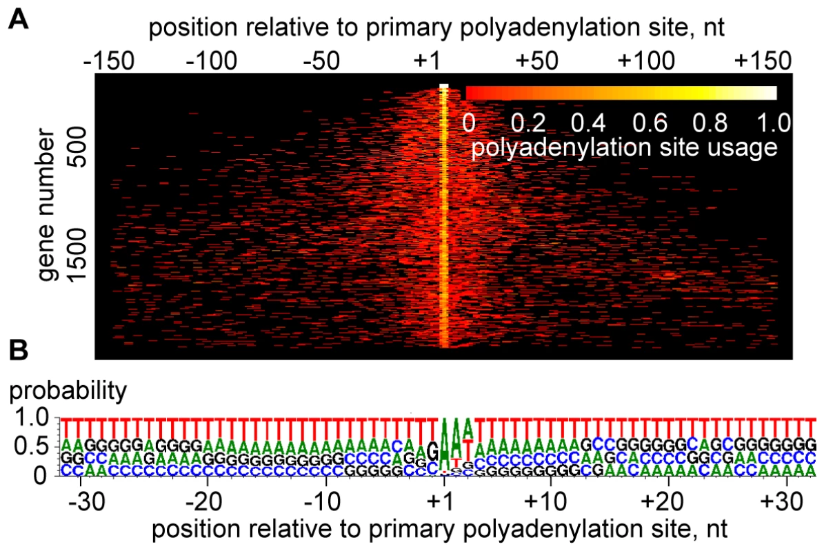 Heterogeneity of polyadenylation sites.