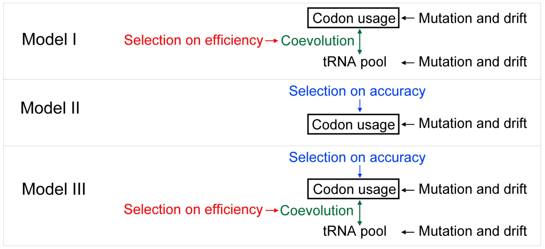 Evolutionary models of synonymous codon usage bias.