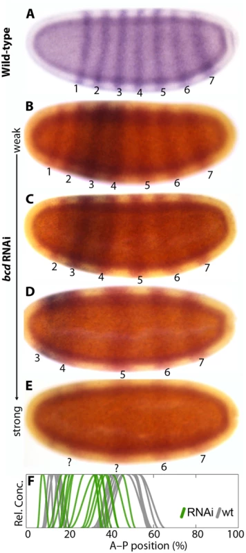 <i>eve</i> and <i>Kr</i> expression in response to <i>bcd</i> knock-down.