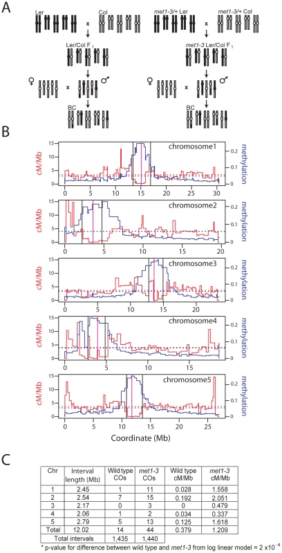 Elevated centromeric crossovers in <i>met1–3.</i>