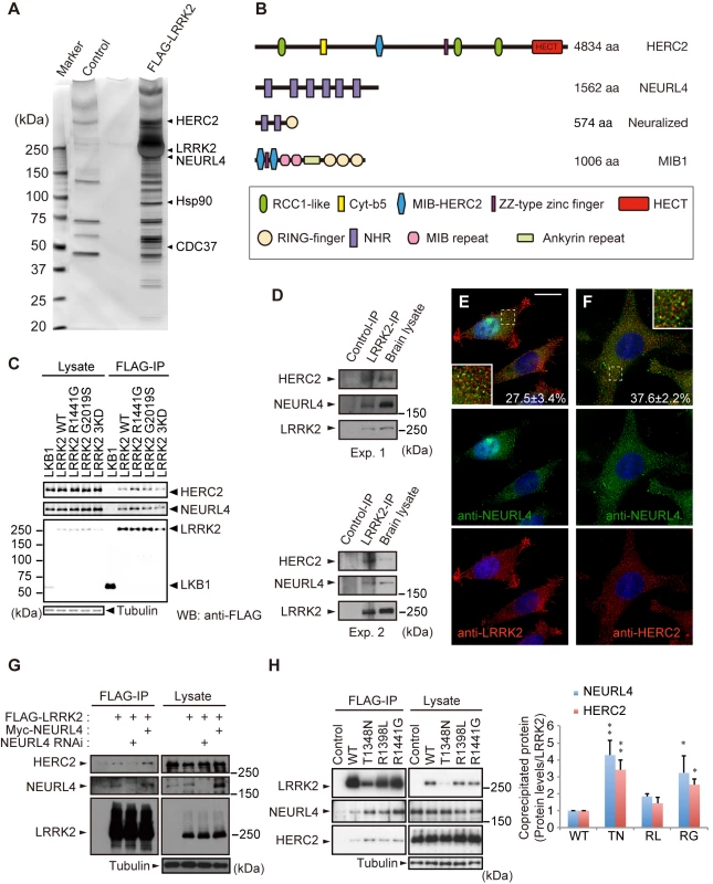Identification of HERC2 and NEURL4 as LRRK2-binding proteins.