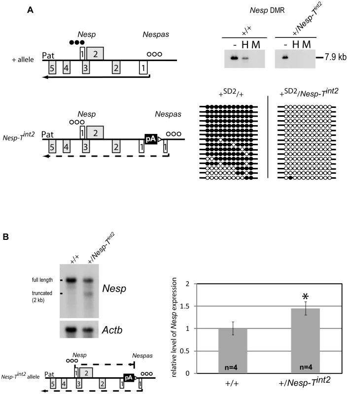 <i>Nesp</i> is expressed and truncated from the paternal allele in +/<i>Nesp-T<sup>int2</sup></i>.
