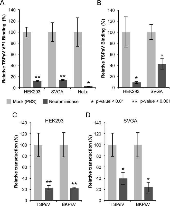 Cell surface glycans featuring terminal sialic acids promote TSPyV attachment and pseudovirus infection.