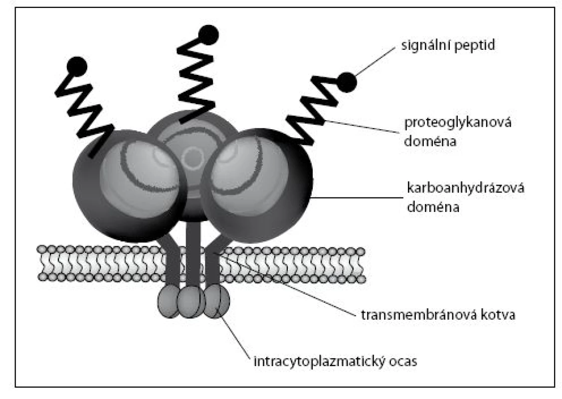 Struktura CA IX proteinu
Fig. 1. CA IX protein structure