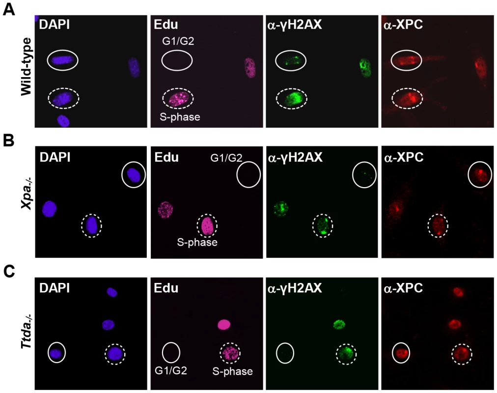 γH2AX signaling is abolished in <i>Ttda<sup>−/−</sup></i> MEFs.