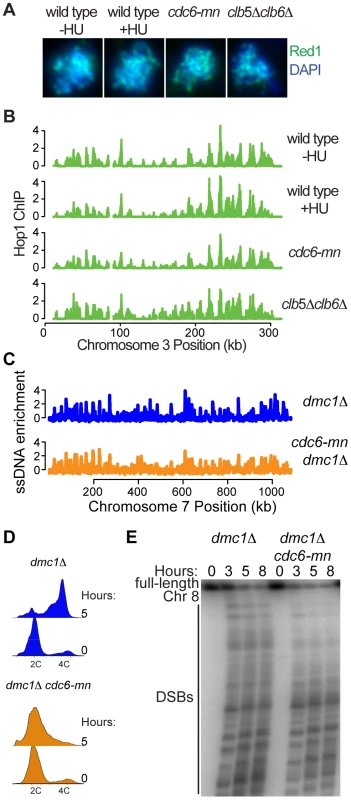 DNA replication is not required for axis association or DSB formation.
