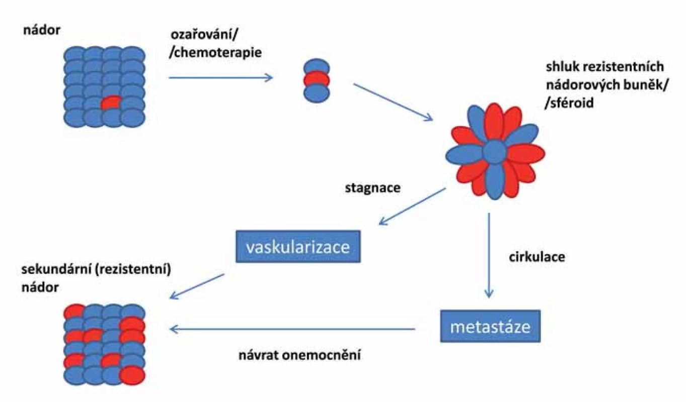 Vznik a vývoj reziduálního onemocnění založený na teorii nádorových kmenových buněk. 
Rezistentní CSCs, které přežily předchozí chemoterapii či ozařování, mohou být příčinou vzniku sekundárních invazivních nádorů. CSCs vytvářejí rezistentní mnohobuněčné kulovité útvary tzv. sféroidy. Buňky sféroidů mohou diferencovat do adherentní epiteliální linie, která si zachovává fenotyp původního nádoru, nebo mohou být zodpovědné za metastazování nádoru. Při vývoji metastáz podstatná část CSCs podléhá EMT a formuje sféroidy, které opouští nádor, vstupují do krevního nebo lymfatického systému a ve vhodném prostředí/nice vytvářejí metastázy nebo nové nádory. Nádorové sféroidy mohou diferencovat do různých typů buněk, včetně masivně rostoucích, které agresivně formují nové krevní cévy a krok po kroku dávají vznik nádorové tkáni.