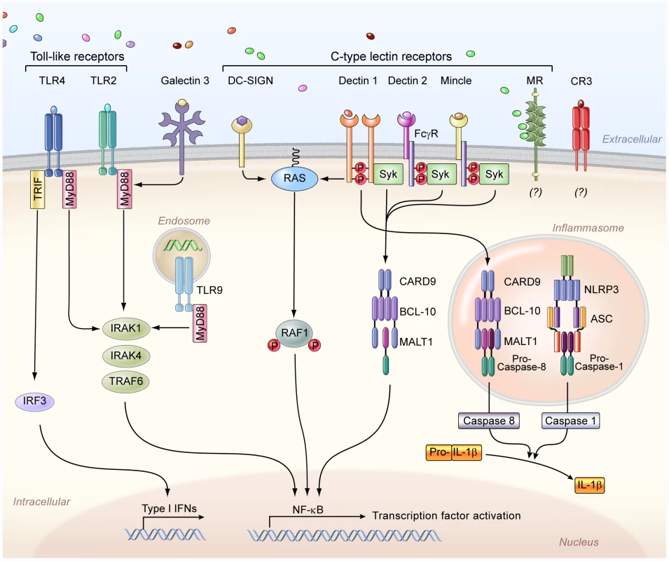 The principal cell surface pattern recognition receptors involved in <i>Candida</i> recognition.