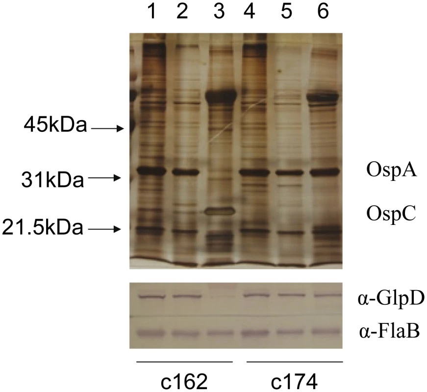 Repression of GlpD expression requires RpoS.