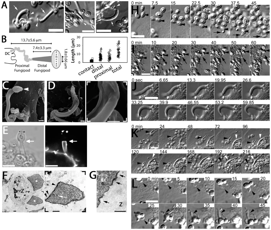 Morphology and formation of fungipods.
